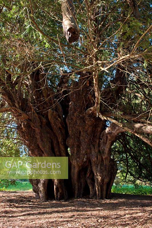 Taxus bacata Ancient Yew