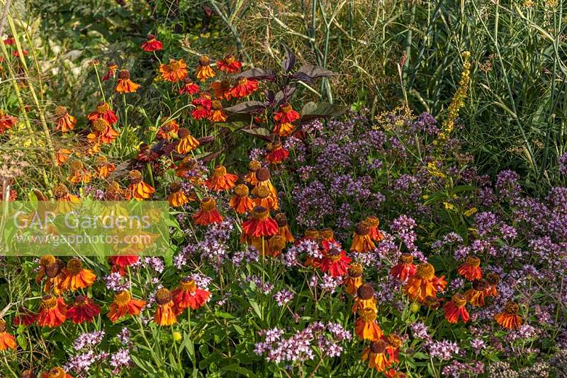 perennial plant combination Helenium autumnale 'Moerheim Beauty'