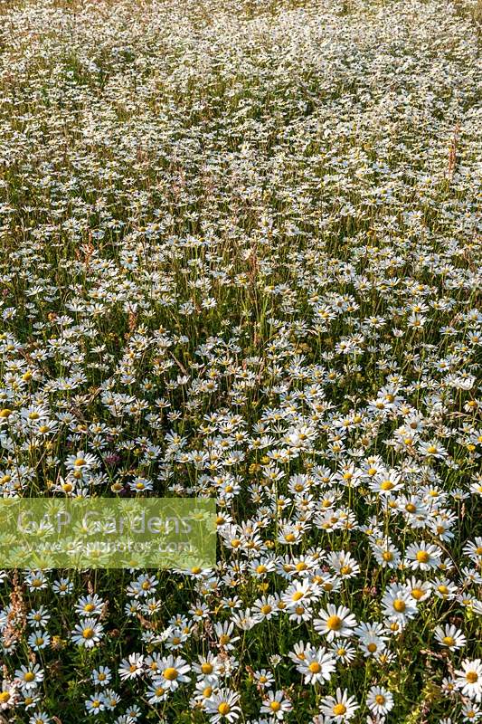 Leucanthemum vulgare ox-eye daisies