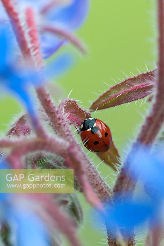Coccinella septempunctata seven-spot ladybird