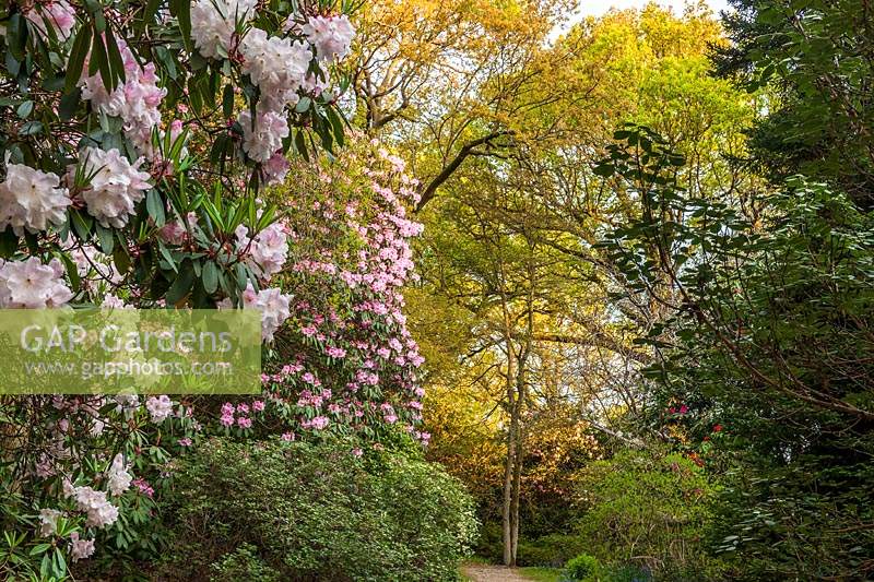Loderi Rhododendrons at High Beeches