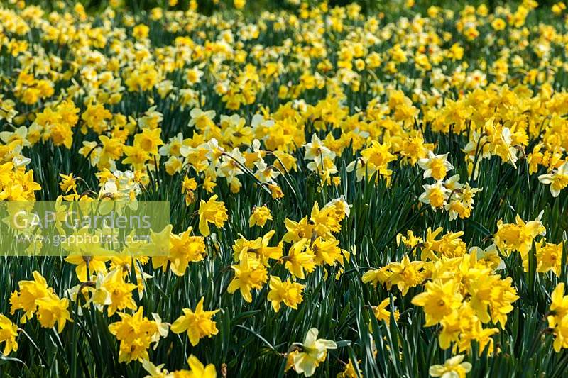 Mixed Daffodils at Hever Castle in Kent