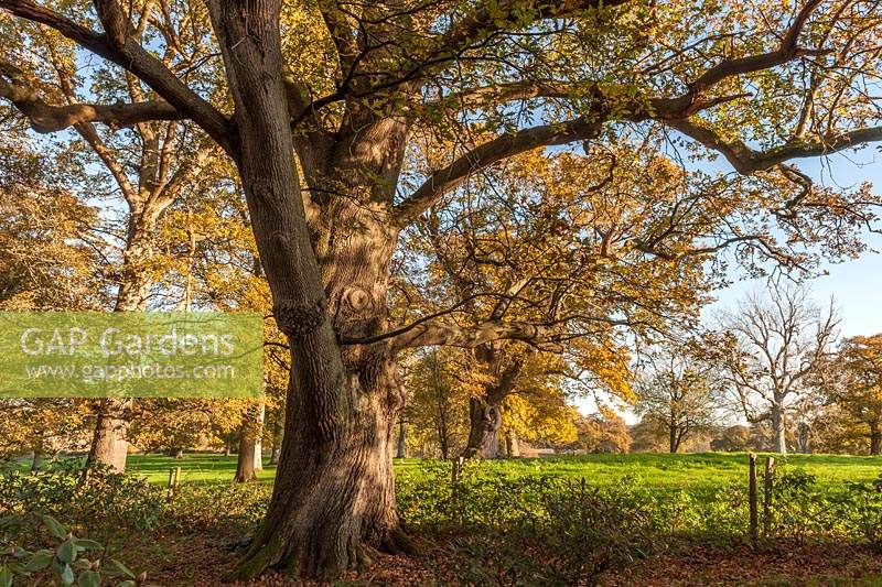 Oak trees at Borde Hill