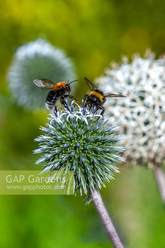 Bumble bees on globe thistle flowers