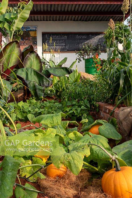 The Camfed Garden: Giving Girls in Africa a space to Grow. Looking across a bed of squash, Cucurbita maxima 'Jack o Lantern'  and Musa acuminata – Dwarf Cavendish Banana to the work station.  Designer: Jilayne Rickards, Sponsors: The Campaign for Female Education 