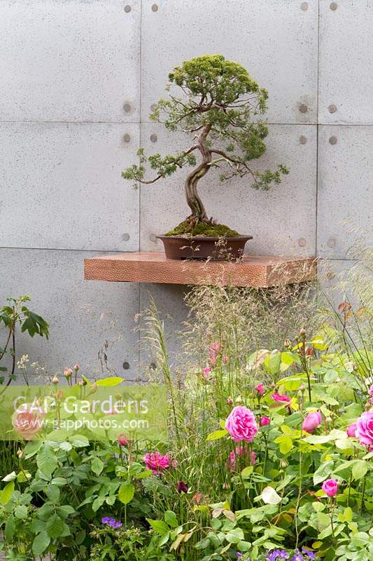 The Silent Pool Gin Garden, view of bonsai Juniper tree on copper shelf against polished concrete wall, pink roses and grasses – Designer: David Neale - Sponsor: Silent Pool Gin