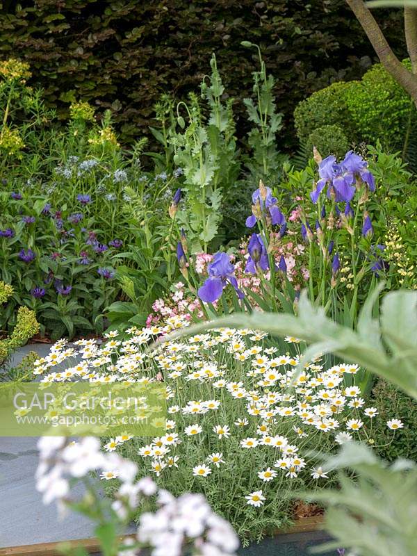 The Morgan Stanley Garden . A Sustainable garden based around herbaceous planting with a pillow of Erigeron karvinskianus 'Profusion' supporting the tall blue Iris Jane Philips - Designer: Chris Beardshaw  - Sponsor: Morgan Stanley