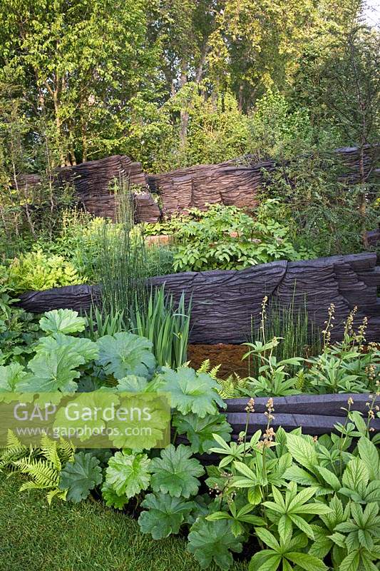 Photographer: Andrea Jones - Woodland garden with blackened timber walls - Shou Sugi Ban with planting by Crug Farm Plants including Gunnera killipiana and Beesia calthifolia, 
The M and G Garden, Design: Andy Sturgeon, Sponsor: M and G Investments