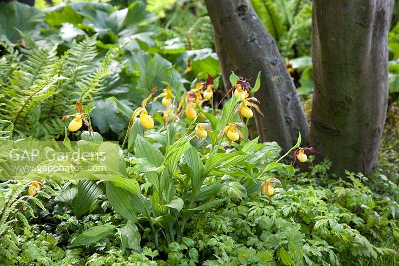 The M and G Garden 2019, Cypripedium, Slipper orchid planted underneath a multi stemmed Carpinus betulus- Designer: Andy Sturgeon - Sponsor: M and G investments
