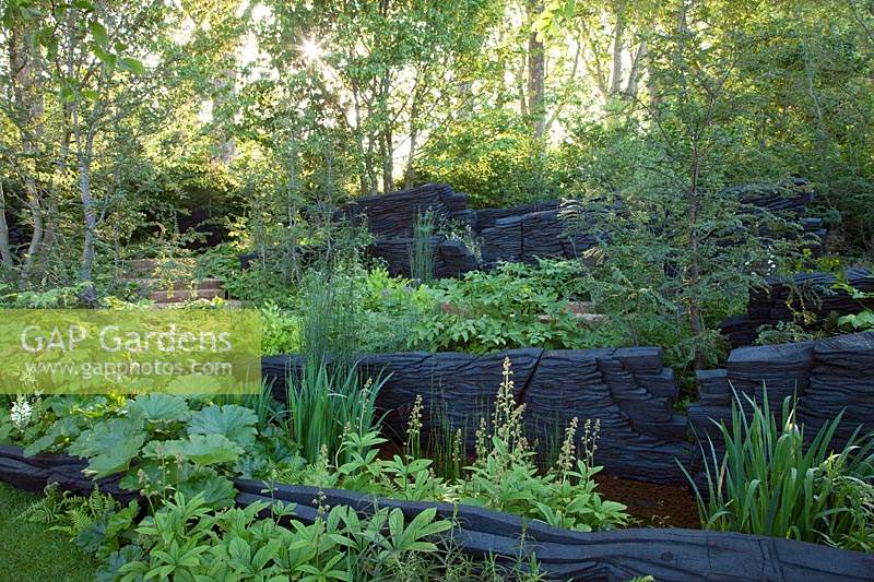 The M and G Garden 2019, view of the woodland inspired garden where the planting includes Rodgersias, ferns, Equisetum hyemale, Iris chrysographes and where burnt oak sculptures represent rock formations - Designer: Andy Sturgeon - Sponsor: M and G investments