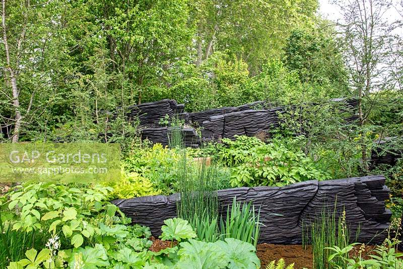 Overview of The M and G Garden, RHS Chelsea Flower Show 2019, Design: Andy Sturgeon, Sponsor: M and G
Mixed green planting including Nothofagus antarctica and charred black wooden sculptures
