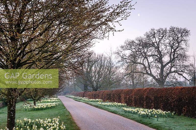 Drive to Highgrove House, lined with trees and beds of daffodils, March 2019.