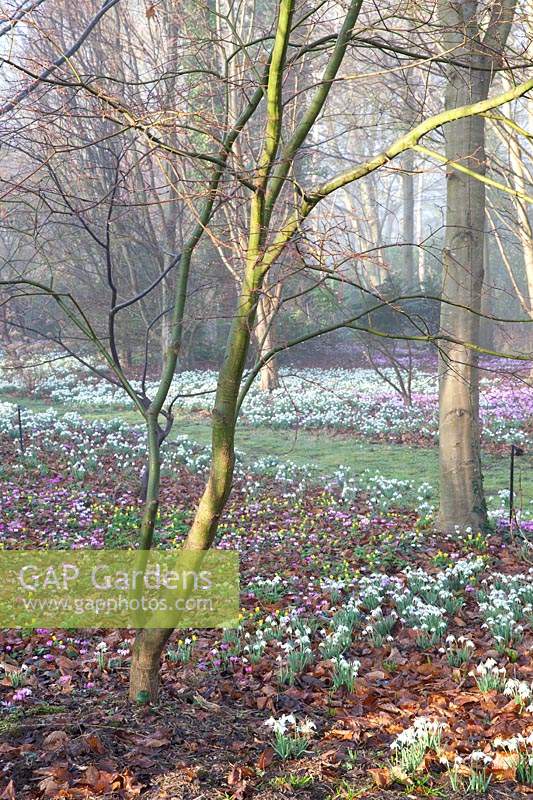 Ground cover of flowering snowdrops, Cyclamen coum and aconites under tree in The Arboretum, Highgrove, February, 2019.
