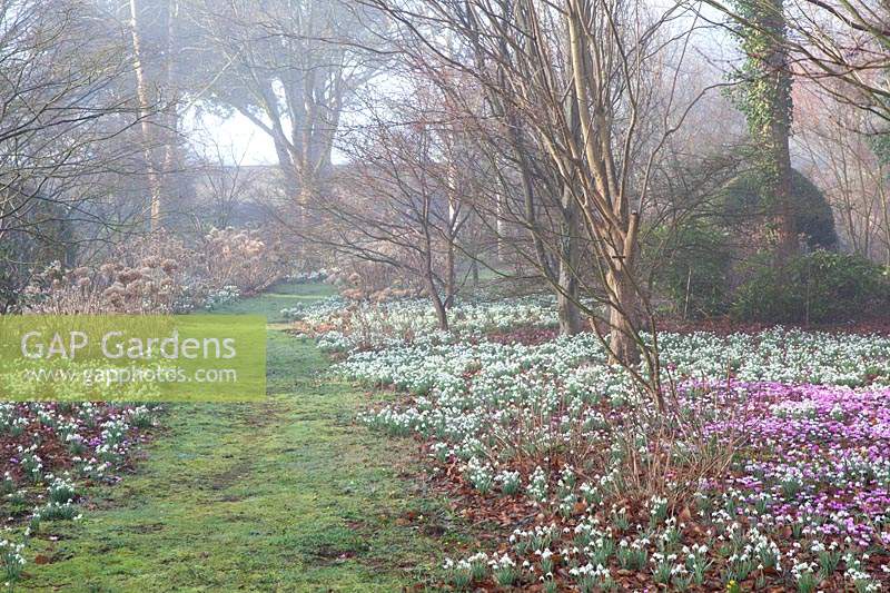 Flowering snowdrops and Cyclamen coum in The Arboretum, Highgrove, February, 2019.