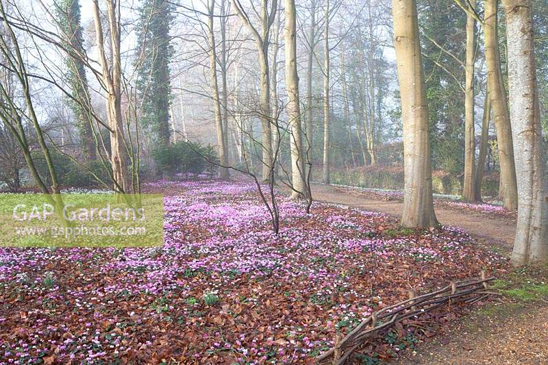 Flowering snowdrops and Cyclamen coum in The Arboretum, Highgrove, February, 2019.
