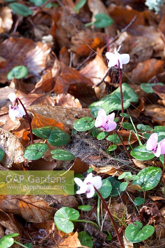 Cyclamen and leaf matter cover woodland floor. 