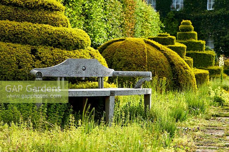 Wooden bench sits by clipped topiary forms in The Thyme Walk with Golden Yew Topiary, Highgrove, June, 2019.