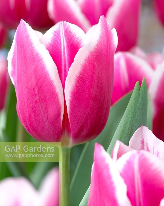 Tulipa Inspiration