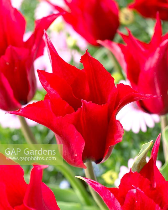 Tulipa Tres Chic rood