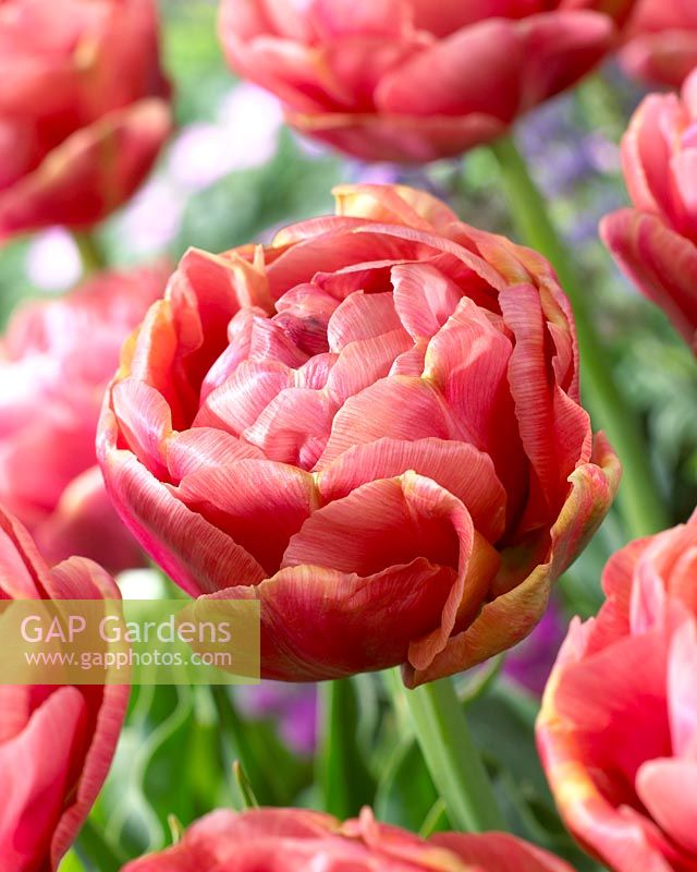 Tulipa Copper Image