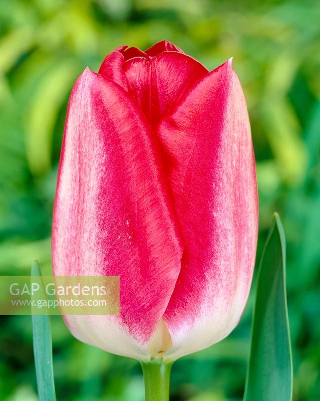 Tulipa Lipgloss