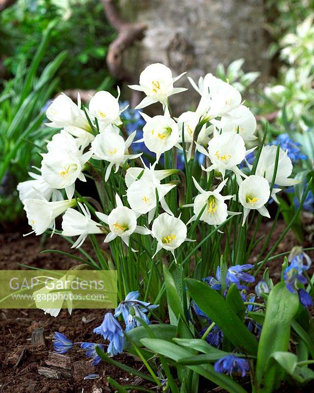 Narcissus cantabricus
