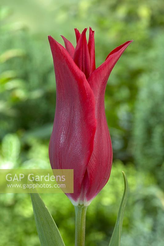 Tulipa Lasting Love