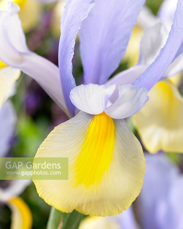 Iris Oriental Beauty