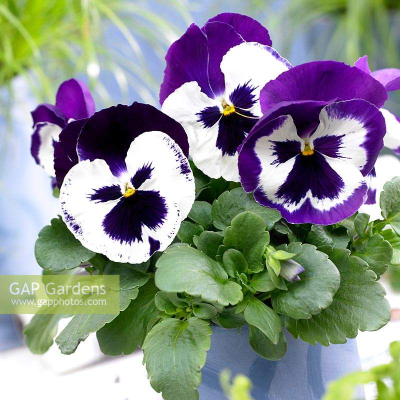 Viola Goliath Purple White