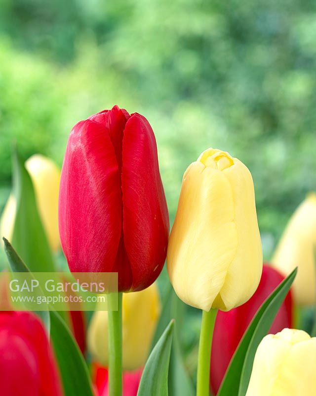 Tulipa Sky High Scarlet, Tulipa Yellow Maureen