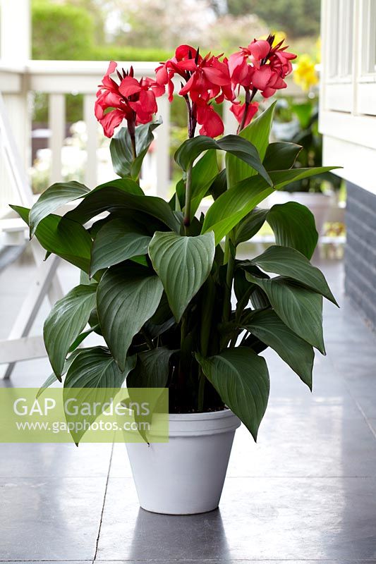 Canna red