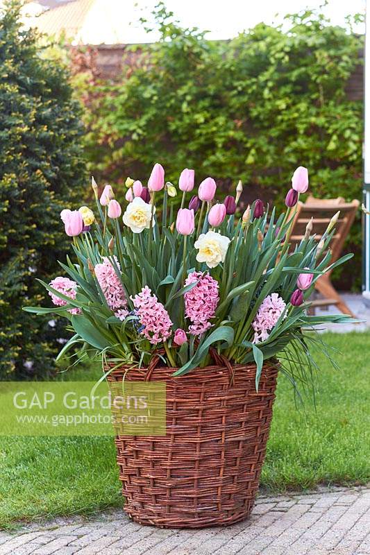 Spring flowers in basket