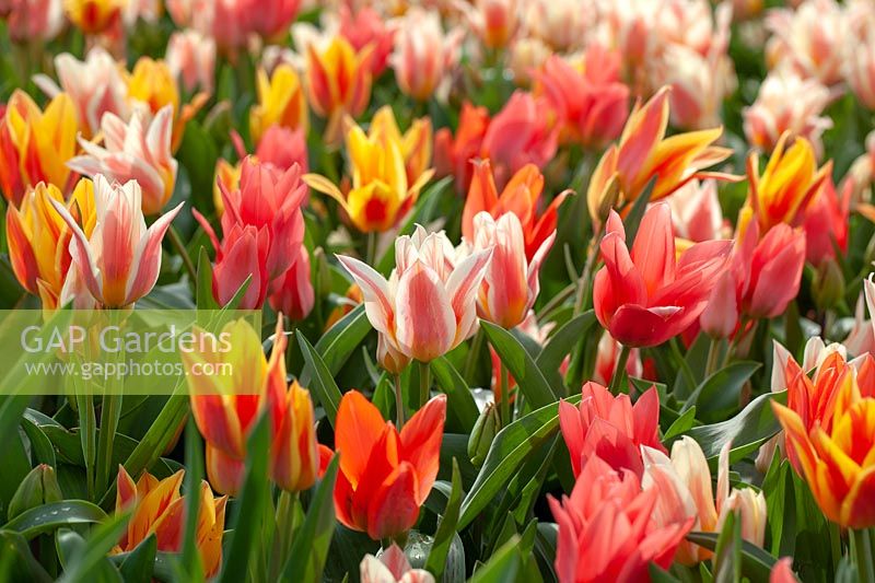 Tulipa Fun Colors