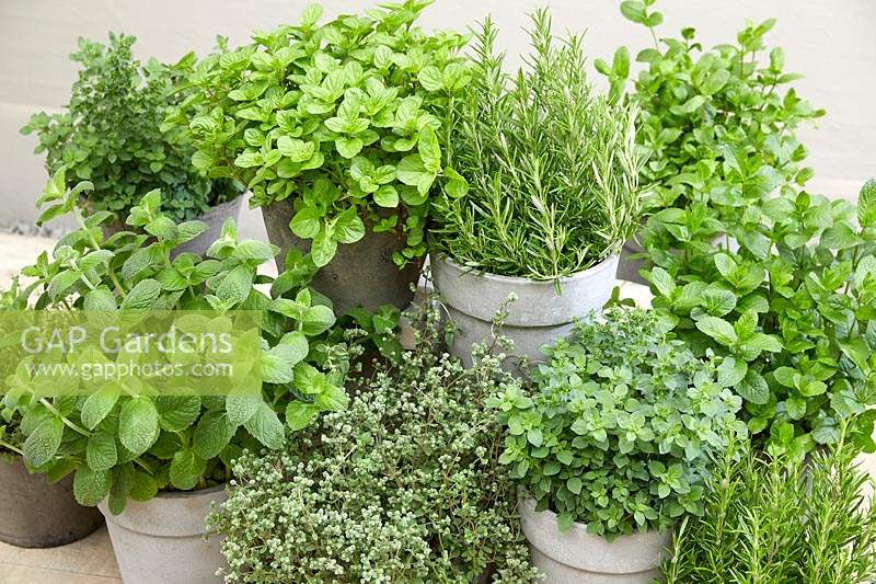 Herb collection