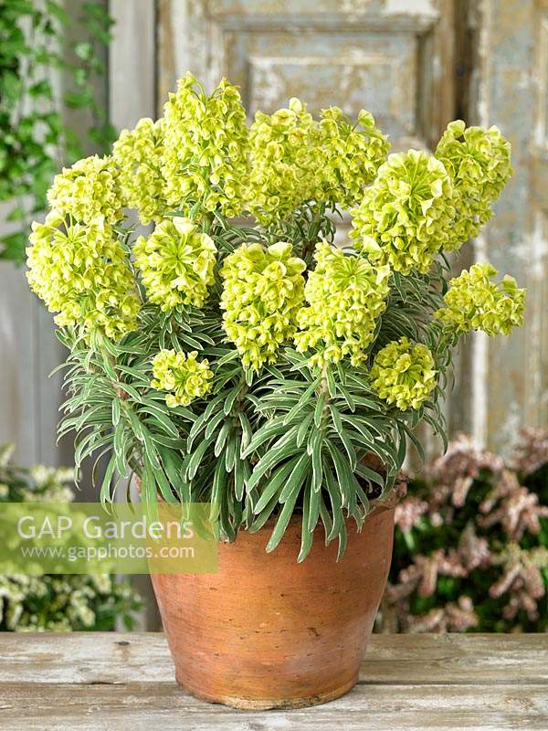 Euphorbia Ascot Moonbeam in pot