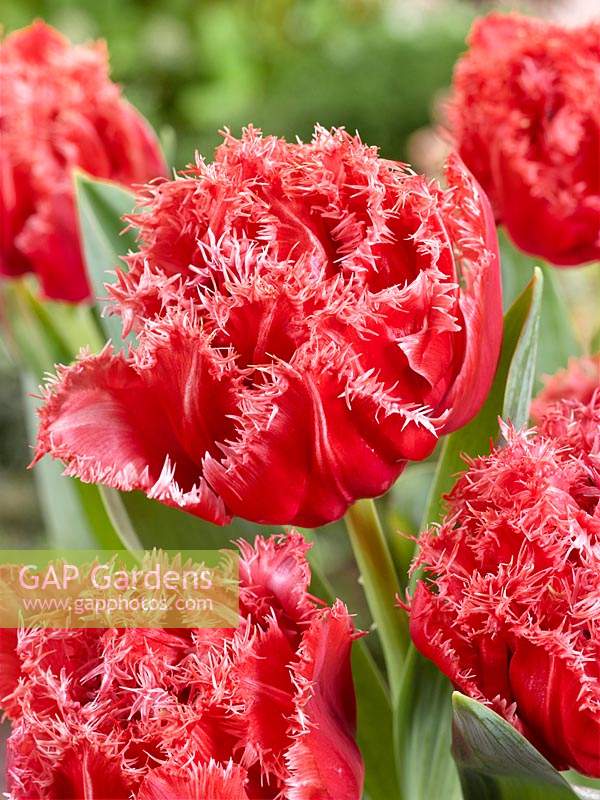 Tulipa Crispa Adelaide