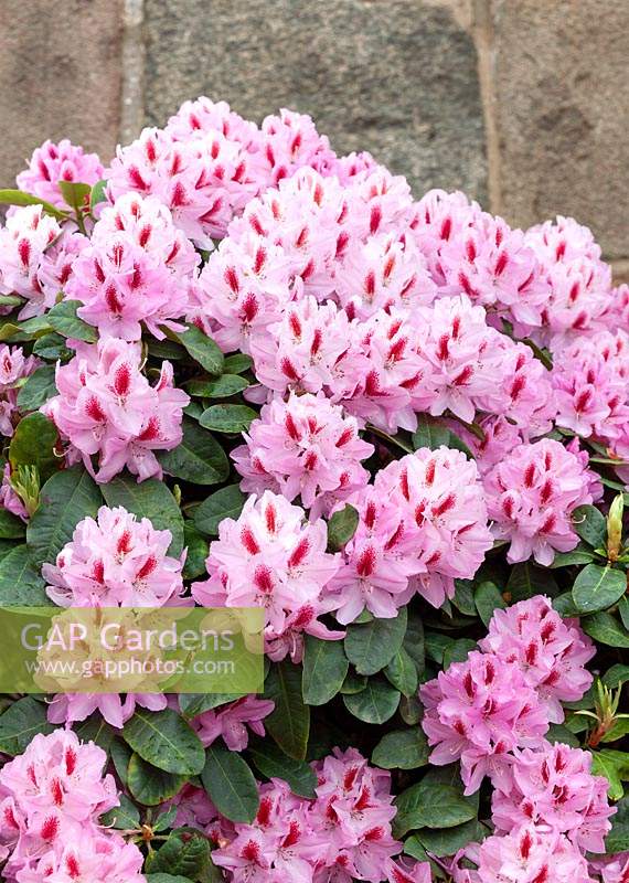 Rhododendron INKARHO ® Furnifall's Daughter