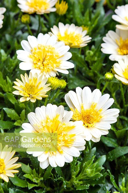 Osteospermum Bright Lights™ Double Moonglow