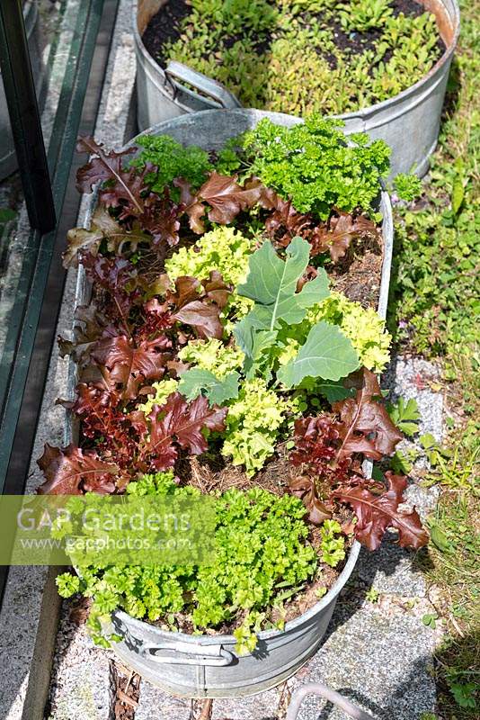 Vegetable seedlings in pot