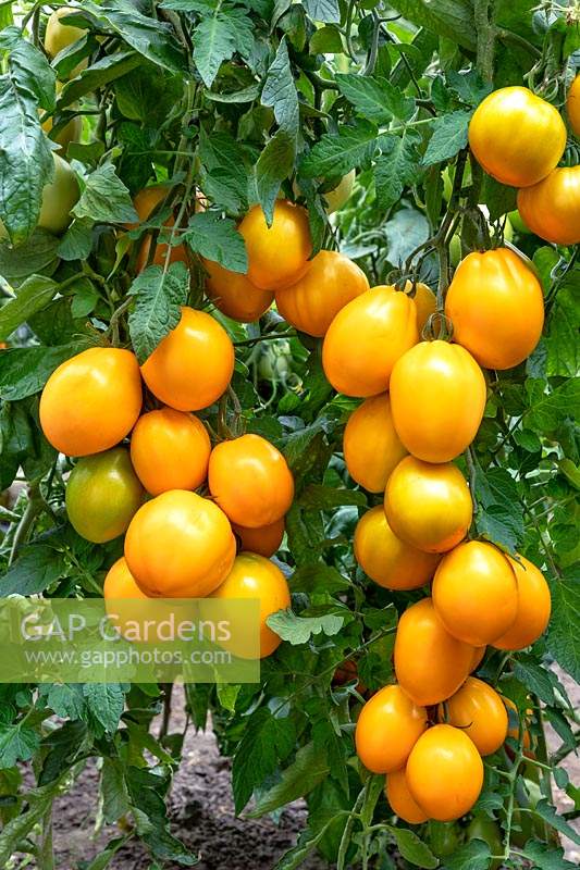 Solanum Yellow Figs