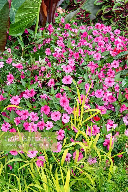 Planting with Impatiens