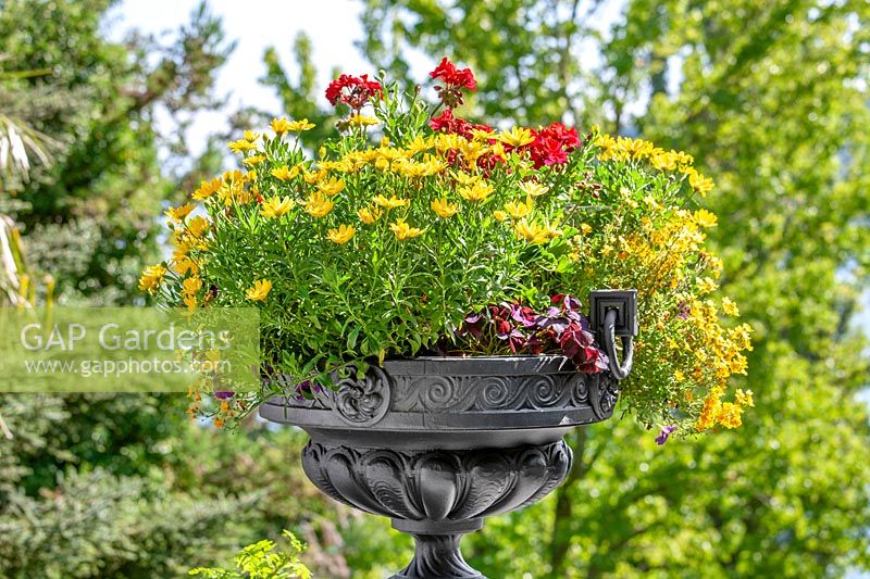 Annual mix in plant container