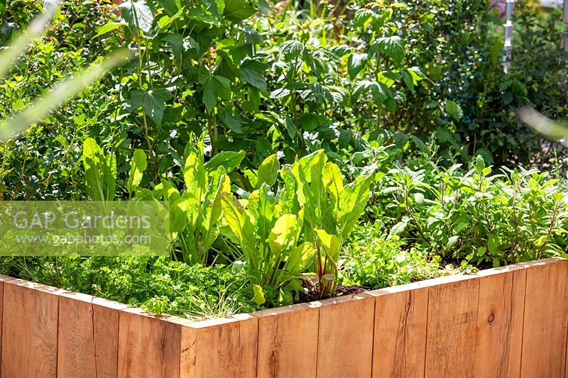 Raised bed with Swiss chard and herbs