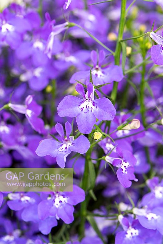 Lobelia erinus TechnoÂ® Large Blue Violet