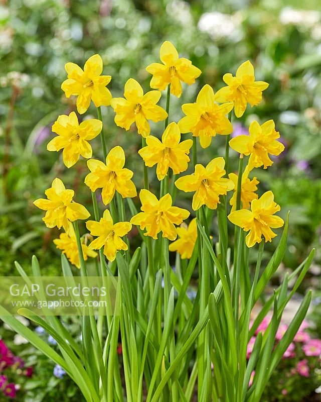 Narcissus Winters Starlet