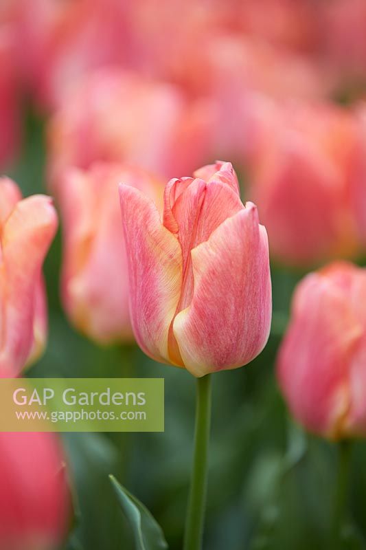 Tulipa Passio Sweet