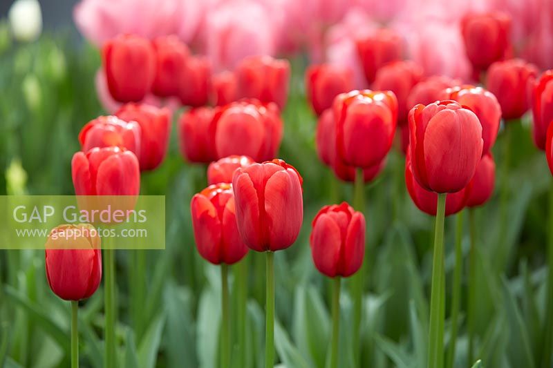 Tulipa Invader