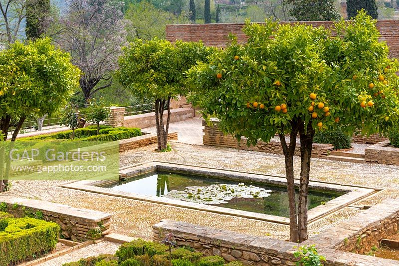 Orange trees - Citrus x sinensis around cobbled terrace and pool with waterlilies, Jardines del Partal, The Alhambra, Granada.