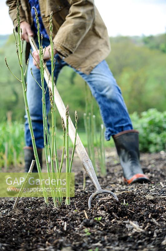 Hoeing in-between Asparagus bed, May.
