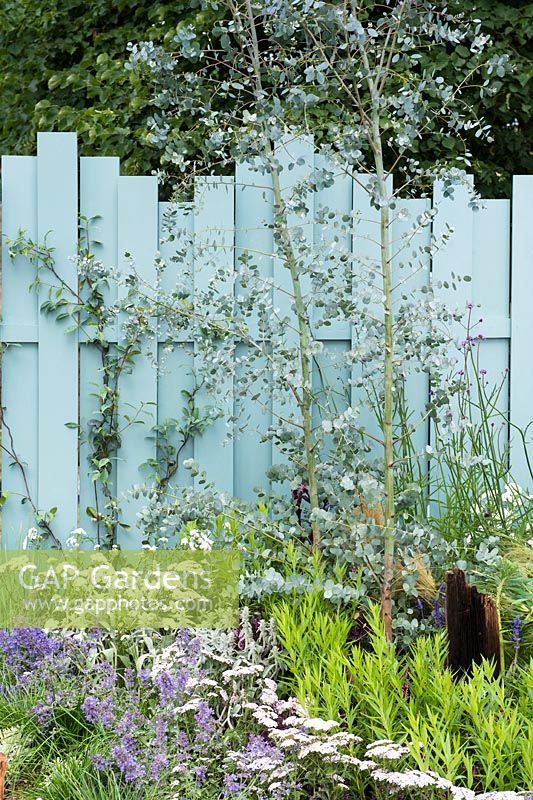Eucalyptus gunnii azura 'Cagire'and blue wooden fence. By The Sea - RHS Hampton Court Palace 2017, July
